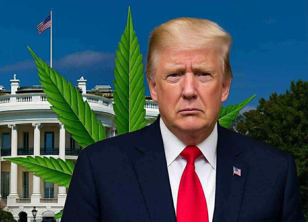 Trump, Weed, and America: What Reclassification Really Means