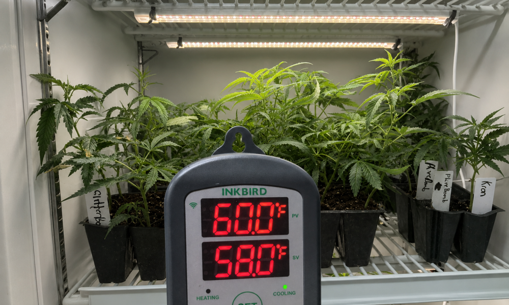 #PlugPages #CloneStorage #GeneticPreservation #CannabisNursery #PlantScience #ControlledEnvironment #CannabisGenetics #518Grower