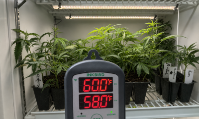 #PlugPages #CloneStorage #GeneticPreservation #CannabisNursery #PlantScience #ControlledEnvironment #CannabisGenetics #518Grower
