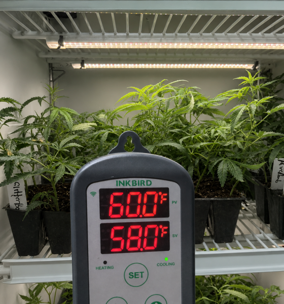#PlugPages #CloneStorage #GeneticPreservation #CannabisNursery #PlantScience #ControlledEnvironment #CannabisGenetics #518Grower