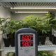 #PlugPages #CloneStorage #GeneticPreservation #CannabisNursery #PlantScience #ControlledEnvironment #CannabisGenetics #518Grower