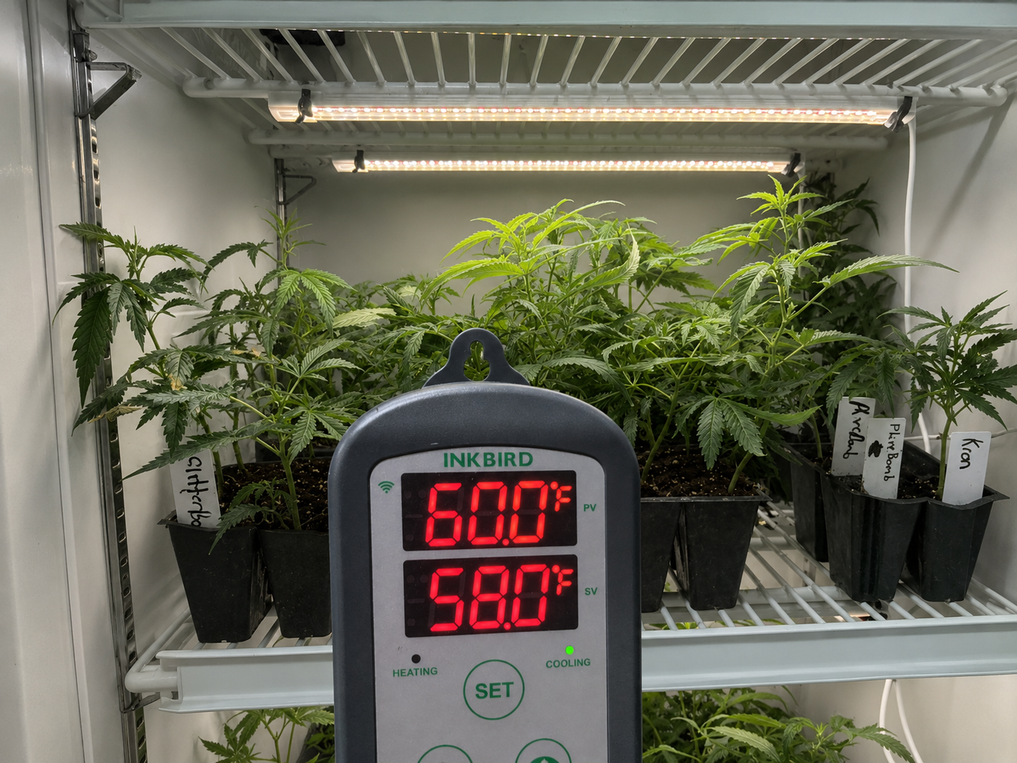 #PlugPages #CloneStorage #GeneticPreservation #CannabisNursery #PlantScience #ControlledEnvironment #CannabisGenetics #518Grower